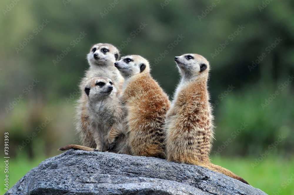 Fototapeta premium Meerkats Standing on Rock