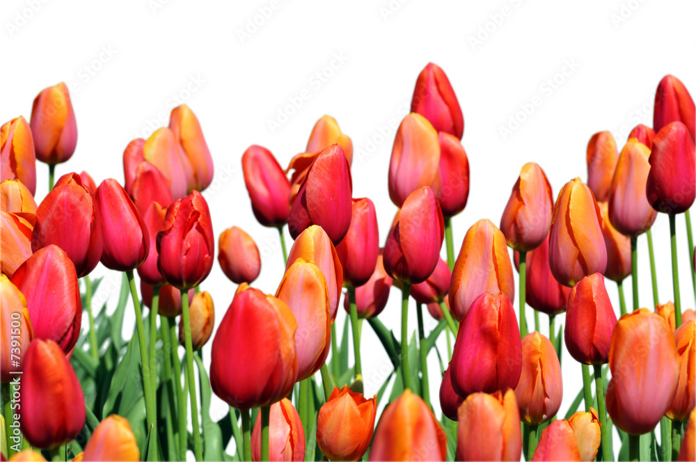 Obraz premium Red and Orange Tulips