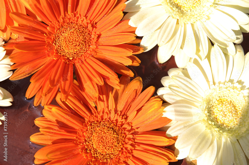 Fototapeta premium Closeup. Orange and white flower on water