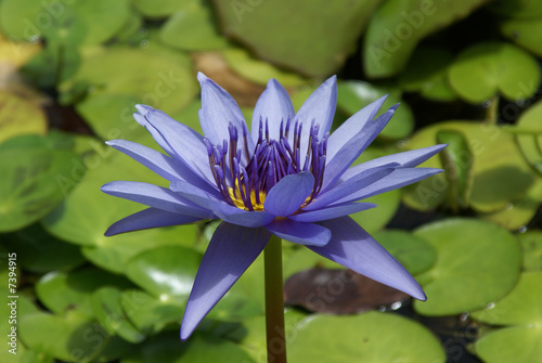 fleur nénuphar bleue