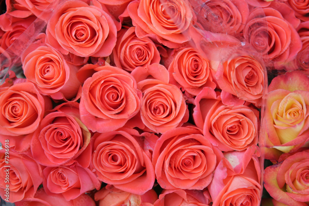 rose rose rose rose