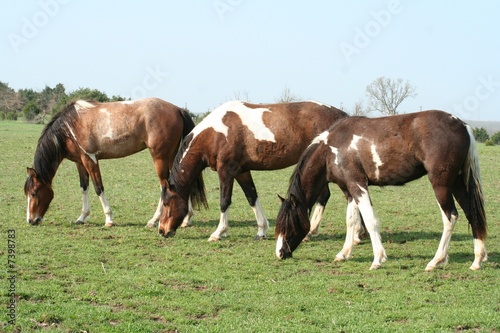 Trio of Spotted Horses Grazing