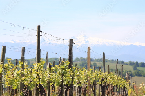 vignes