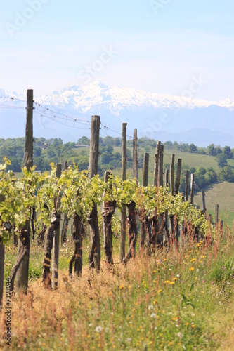 vignes