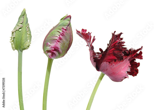 Billede på lærred parrot tulip opening