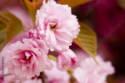Close up of sakura flowers © Maroš Markovič