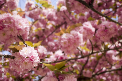 Wallpaper Mural Close up of sakura flowers Torontodigital.ca
