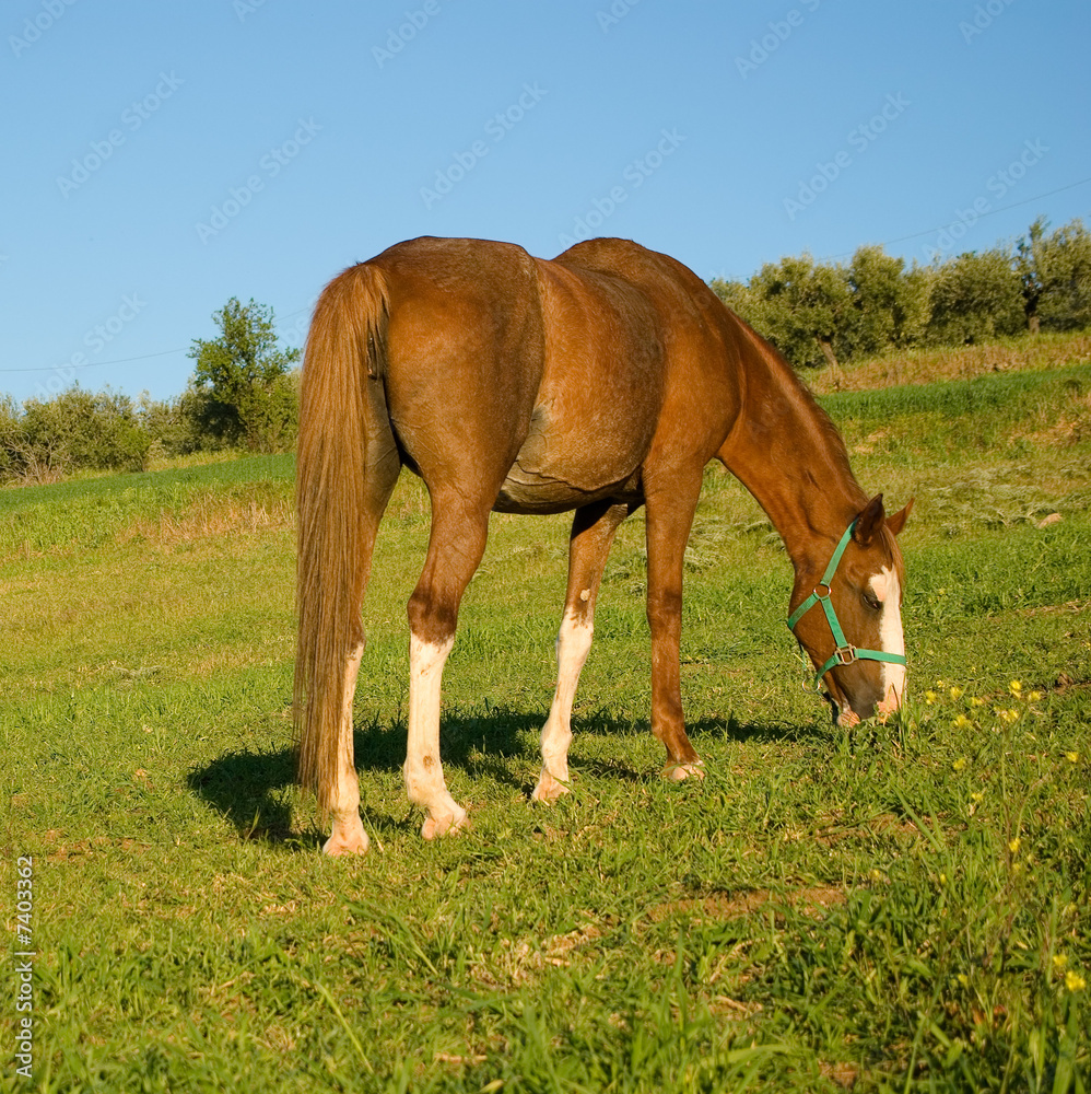 Bay horse grazing in a field