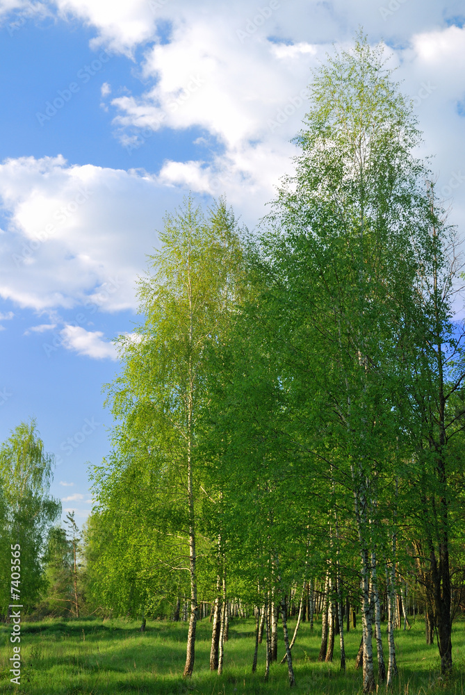 Obraz premium Birchs. North landscape.