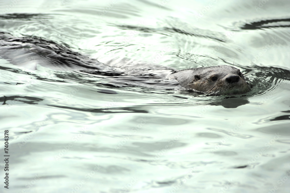 Obraz premium Swimming nutria