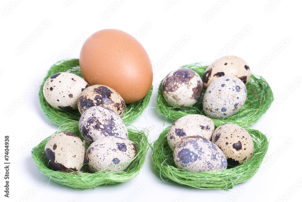Obraz premium Quail's eggs and he's egg.