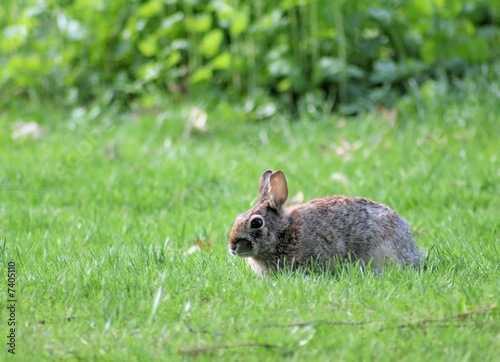 Rabbit sitting in Green Grass © Sujit Mahapatra