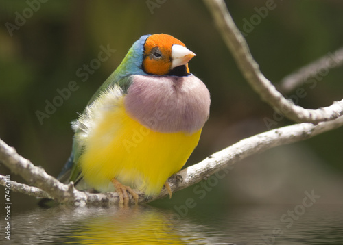 Orange Headed Gouldian Finch