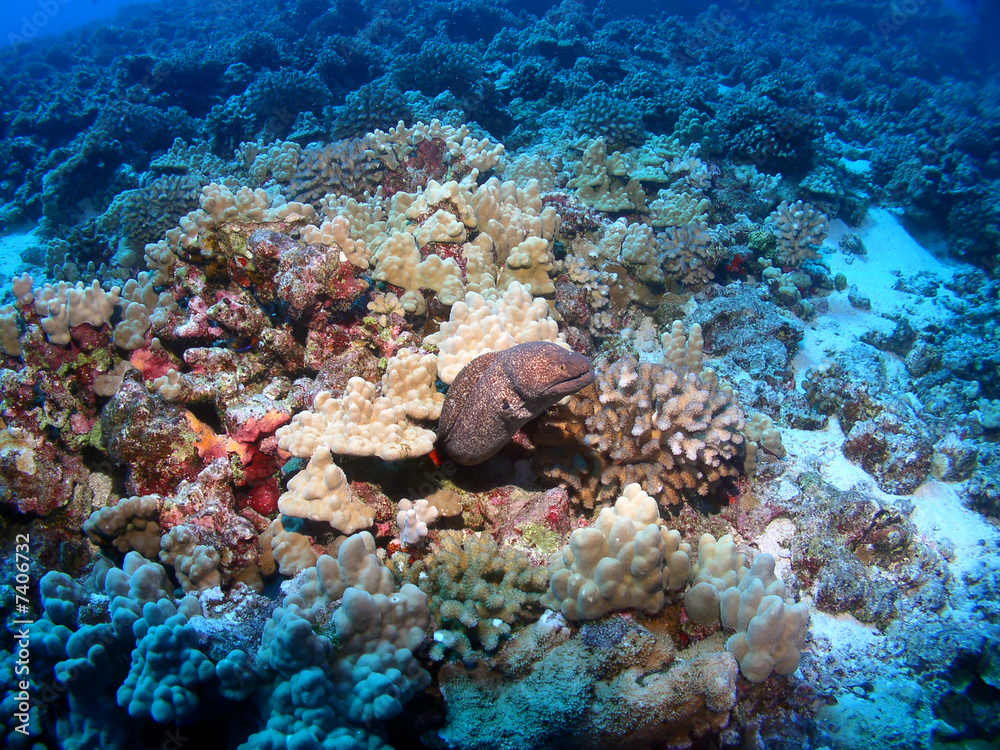 Moray Eel in Maui at Molokini Crater Moray Eel in Maui at Molokini Crater