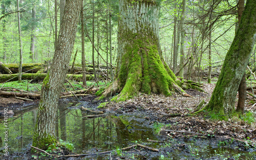 Springtime deciduous forest