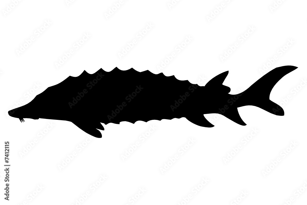 Obraz premium Sturgeon