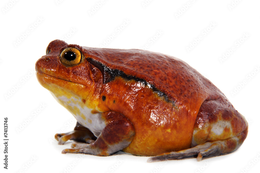 Fototapeta premium Tomato frog (Dyscophus Antongilii)