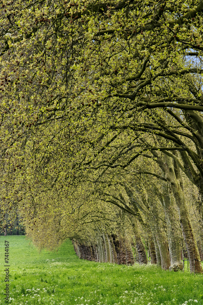 Fototapeta premium LIGNE D'ARBRES AU PRINTEMPS