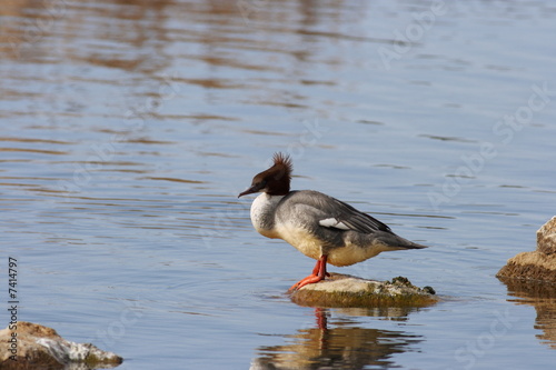 Goosander - Mergus merganser
