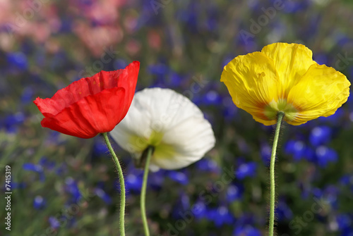 3 colored poppies under a field of flowers