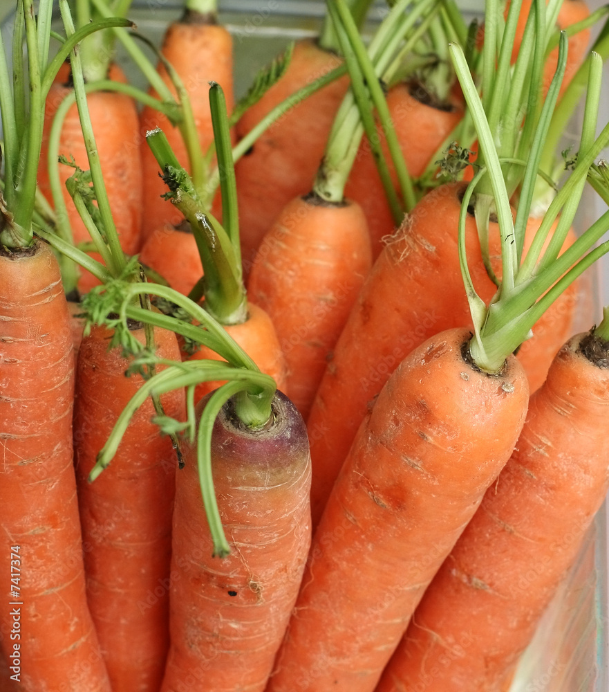 Carrots