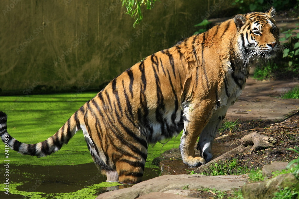 Tiger Tiger