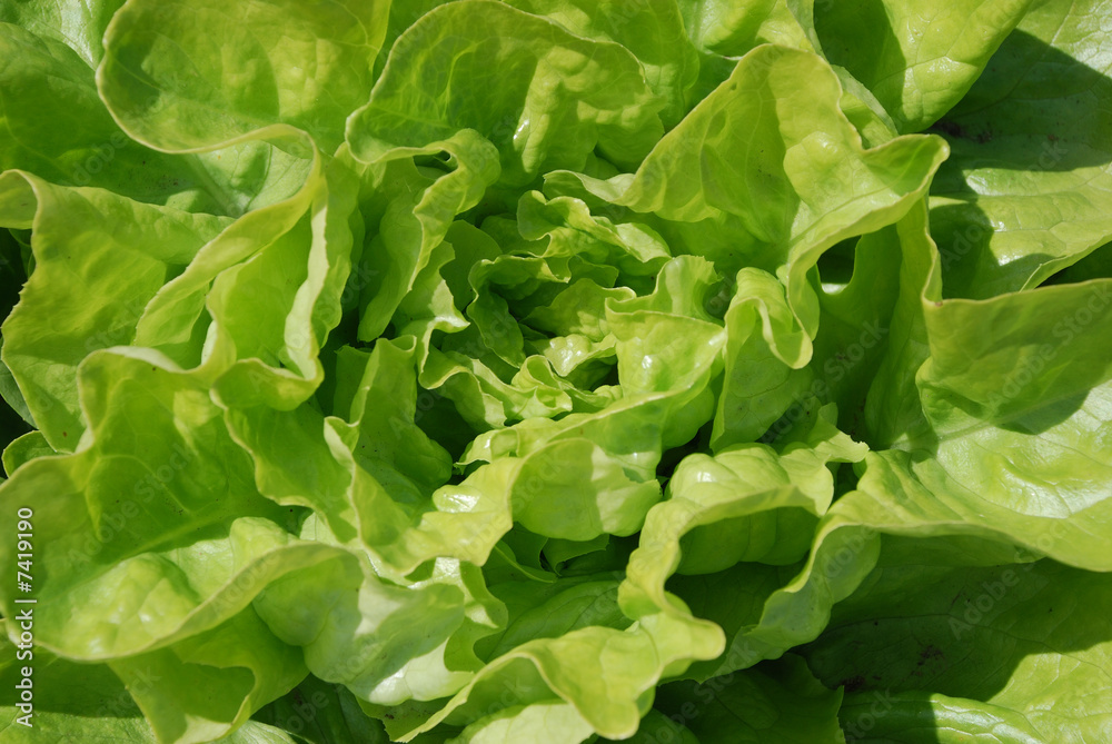 Frischer Salatkopf aus dem Knoblauchsland Nürnberg Frischer Salatkopf aus dem Knoblauchsland Nürnberg