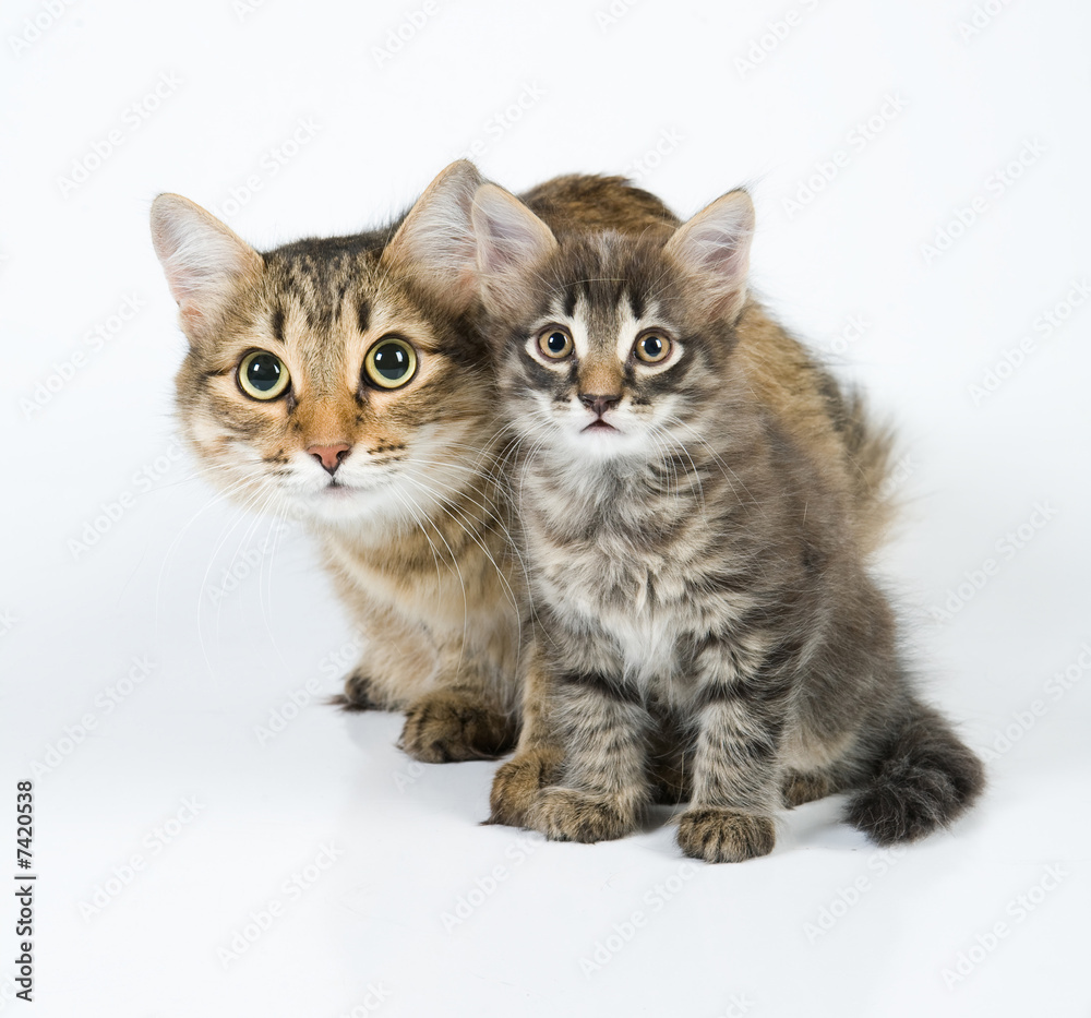 Obraz premium Four Eyes