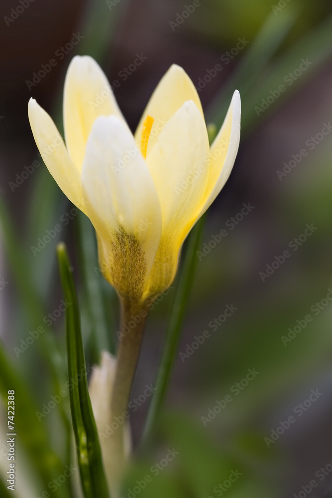 Fototapeta premium Summer flower