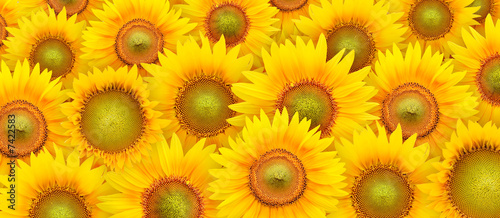 Fototapeta Naklejka Na Ścianę i Meble -  Sunflower petals