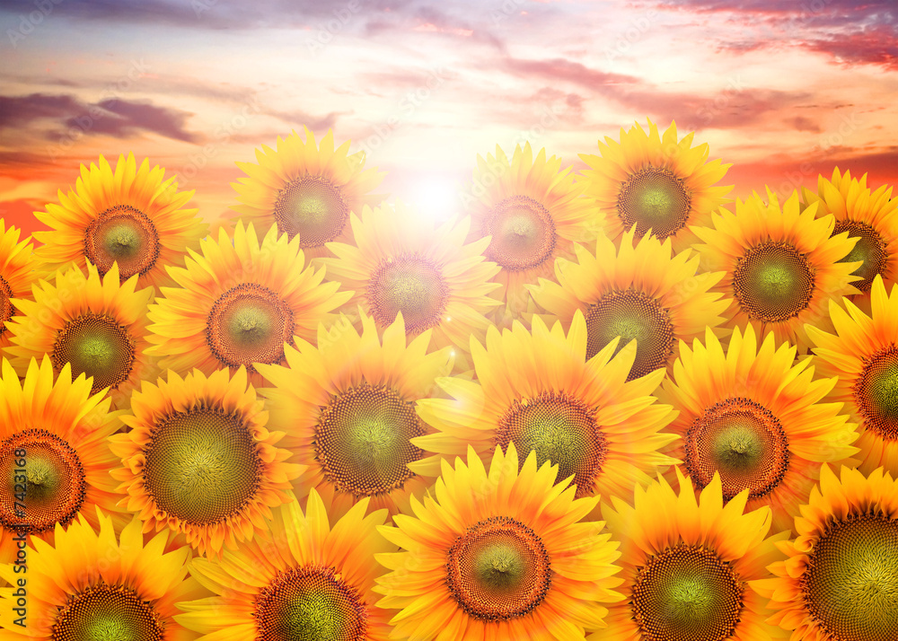 Obraz premium Field full of sunflowers in the sunset