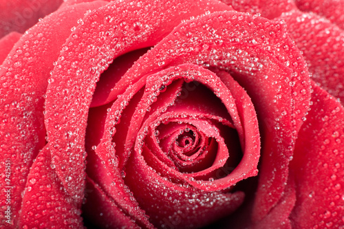 red rose macro with drops