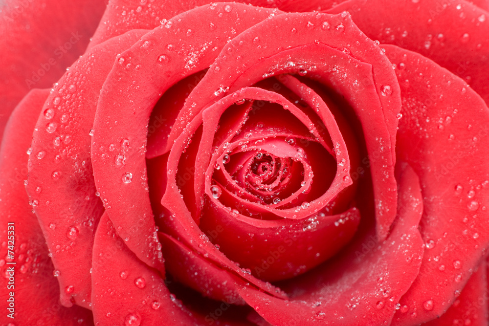 red rose maco
