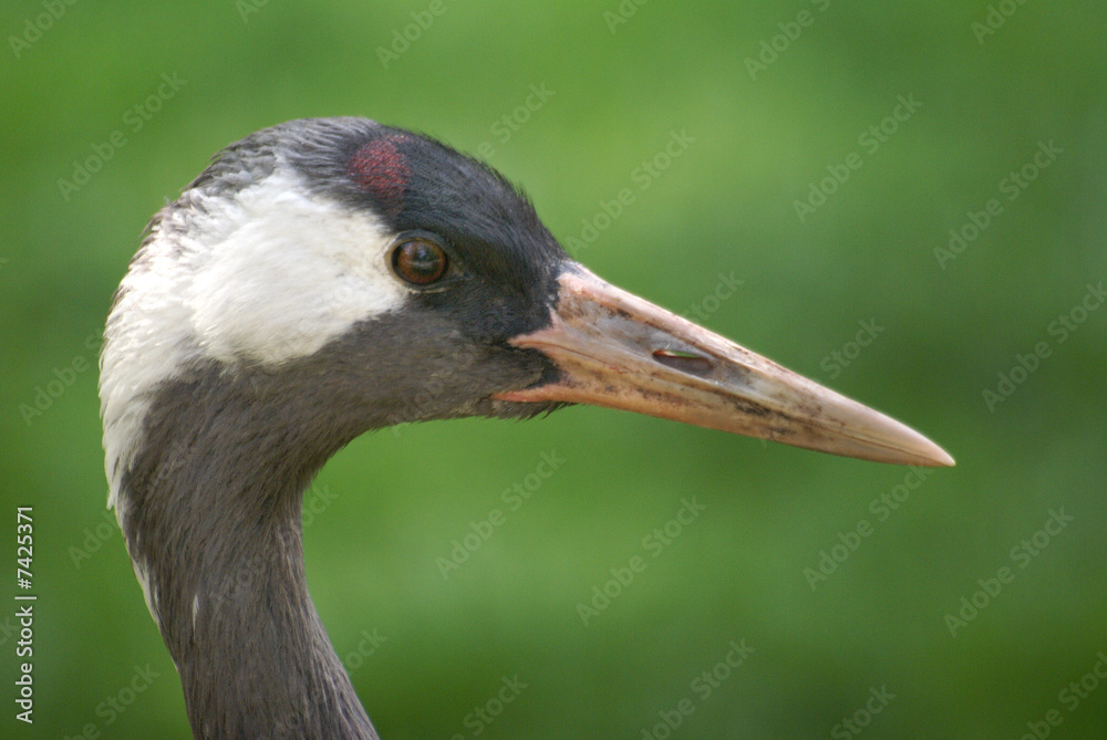 crane