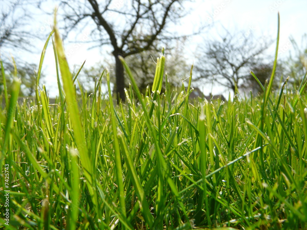 Obraz premium herbe