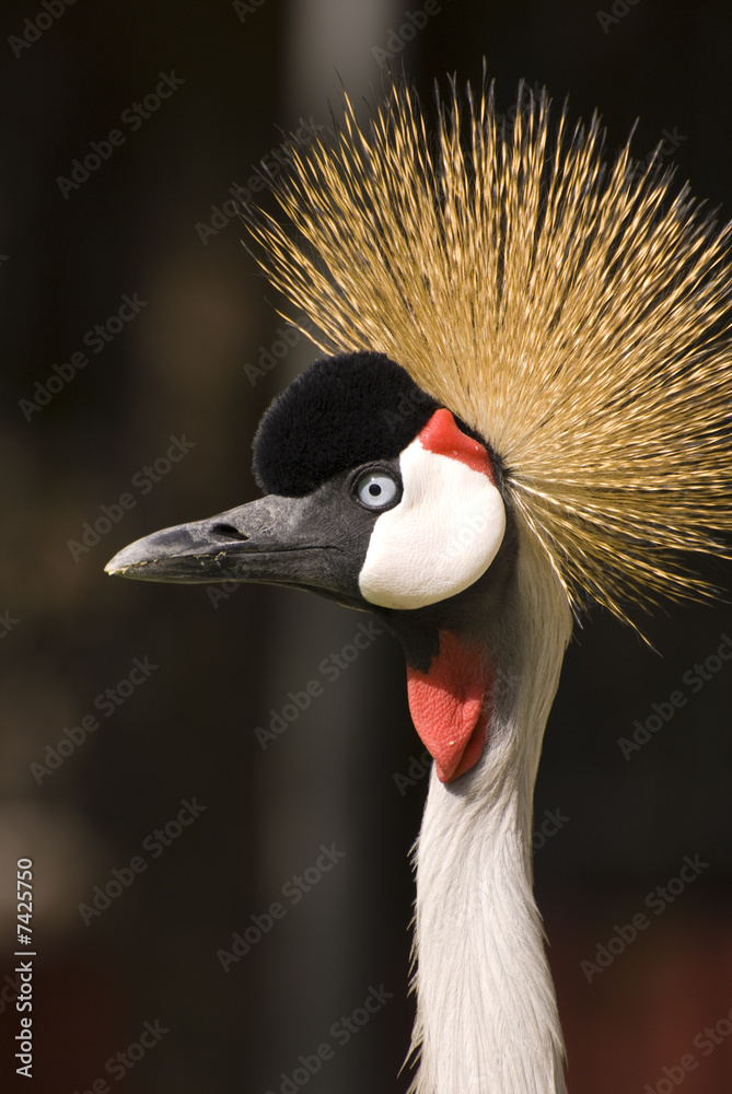 Fototapeta premium Grey Crowned Crane (Close-up)