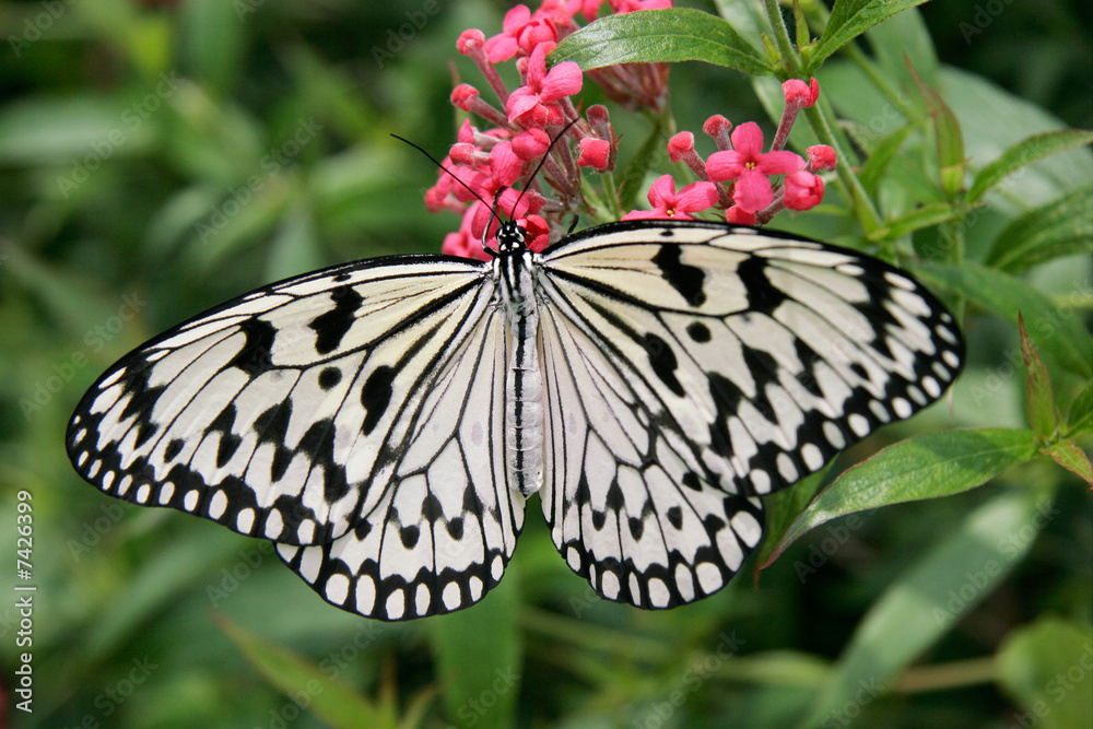 Obraz premium Giant Wood Nymph Butterfly