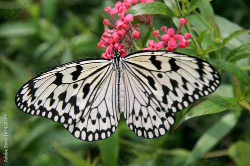 Giant Wood Nymph Butterfly