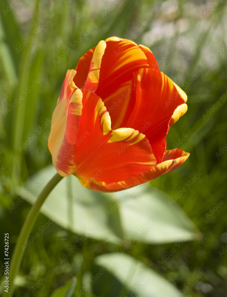 Fototapeta premium tulpe