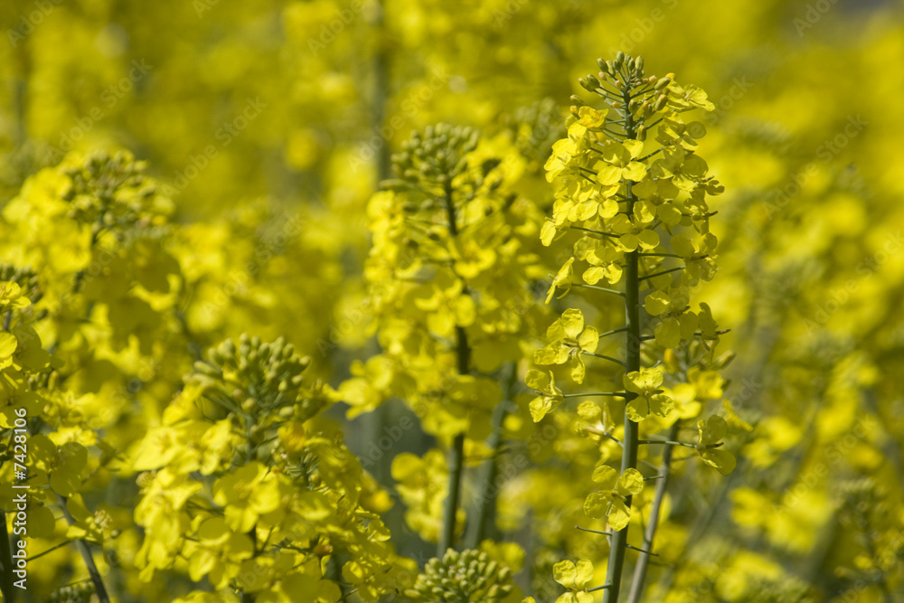 Fototapeta premium Raps