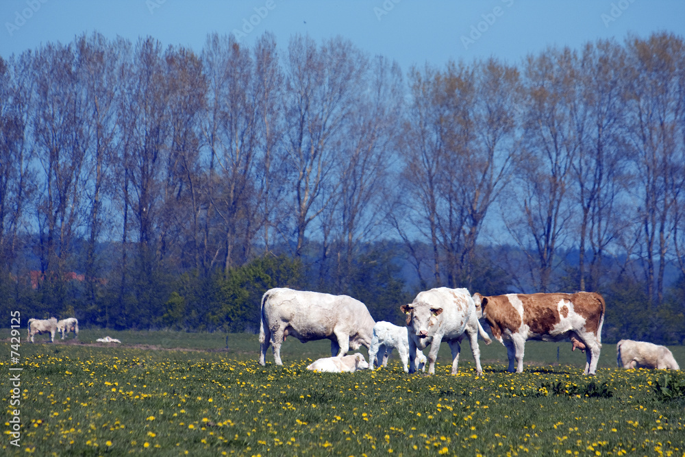 Obraz premium Kühe