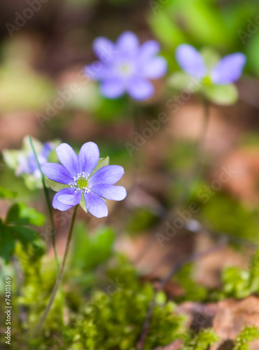 Hepatica nobilisin spring forest