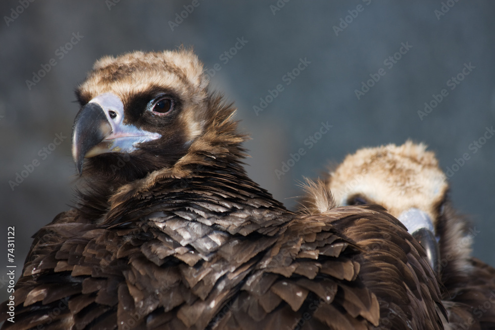 Eurasian Black Vulture (Aegypius monachus) Eurasian Black Vulture (Aegypius monachus)