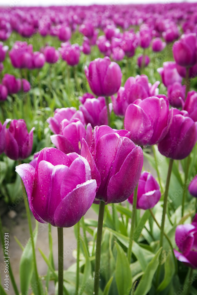 Purple Tulips