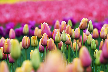 Wandcirkels Tulp Tulpen in zachte voorjaarstinten  © Mat Hayward