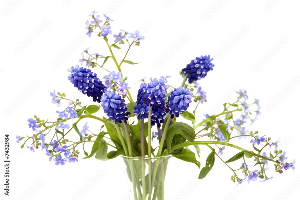 Fototapeta premium Bouquet of blue spring flowers close up