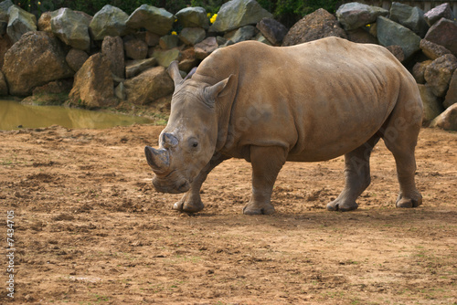 White Rhinoceros