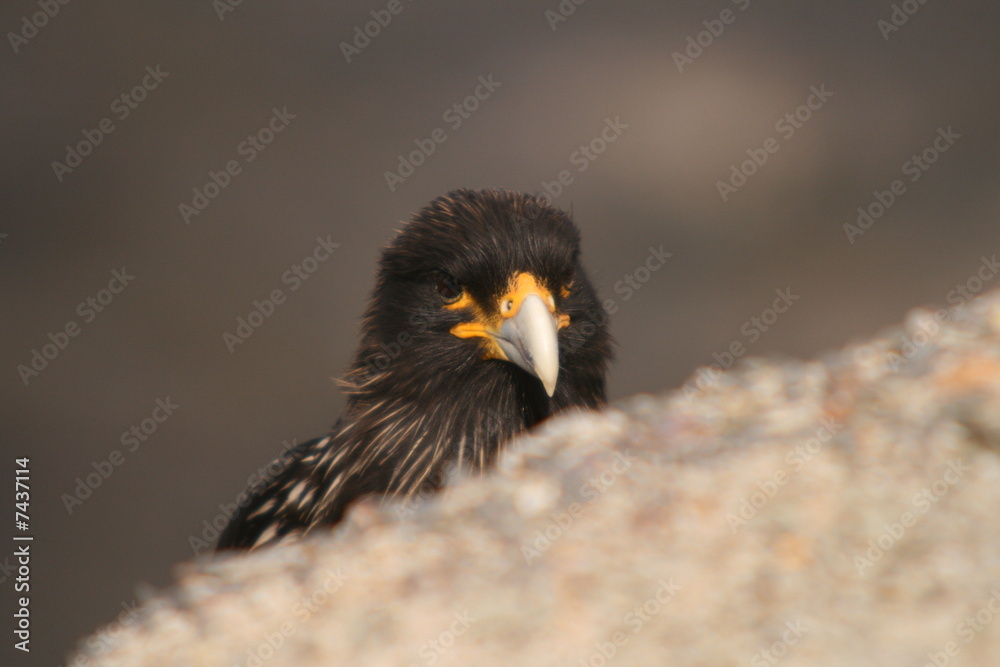 Fototapeta premium Crested Caracara