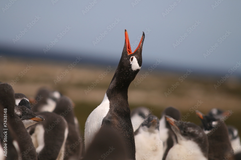 Obraz premium Gentoo Penguin