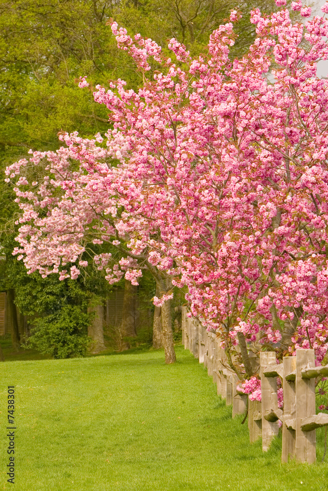 Cherry Blossom Trees along a Post and Rail Fence Cherry Blossom Trees along a Post and Rail Fence
